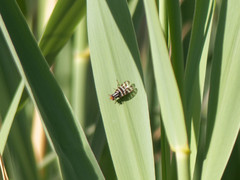 Pterotaenia fasciata
