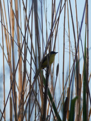 Pseudocolopteryx citreola