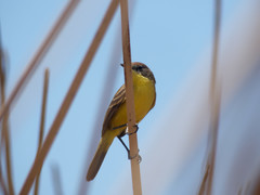 Pseudocolopteryx citreola