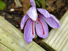 Crocus sativus