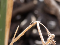 Pterotaenia fasciata