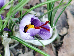 Crocus sativus