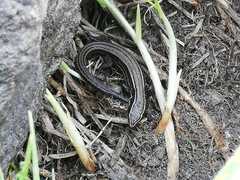 Pholidobolus montium