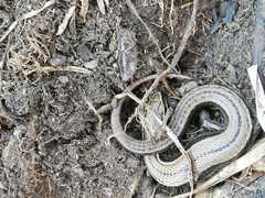 Pholidobolus montium