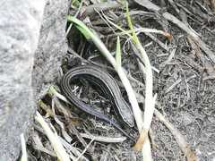 Pholidobolus montium