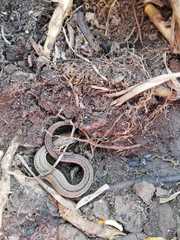 Pholidobolus montium