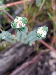 Pimelea actea