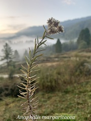Anaphalis morrisonicola