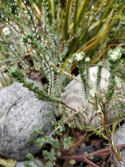 Pimelea actea