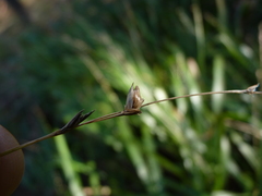 Diarrhena obovata