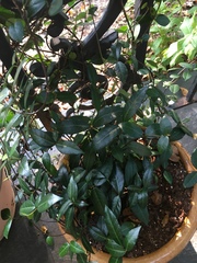 Trachelospermum jasminoides