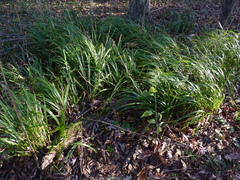 Diarrhena obovata