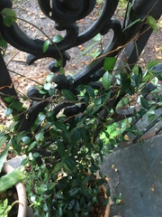 Trachelospermum jasminoides