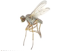 Thinophilus bimaculatus