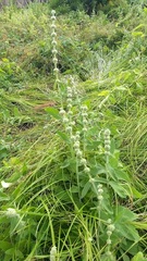 Stachys albens