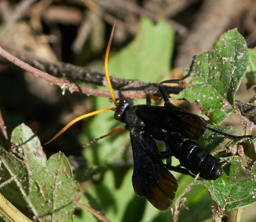 Gnamptopelta