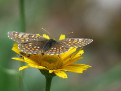 Melitaea diamina