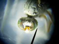 Thinophilus bimaculatus