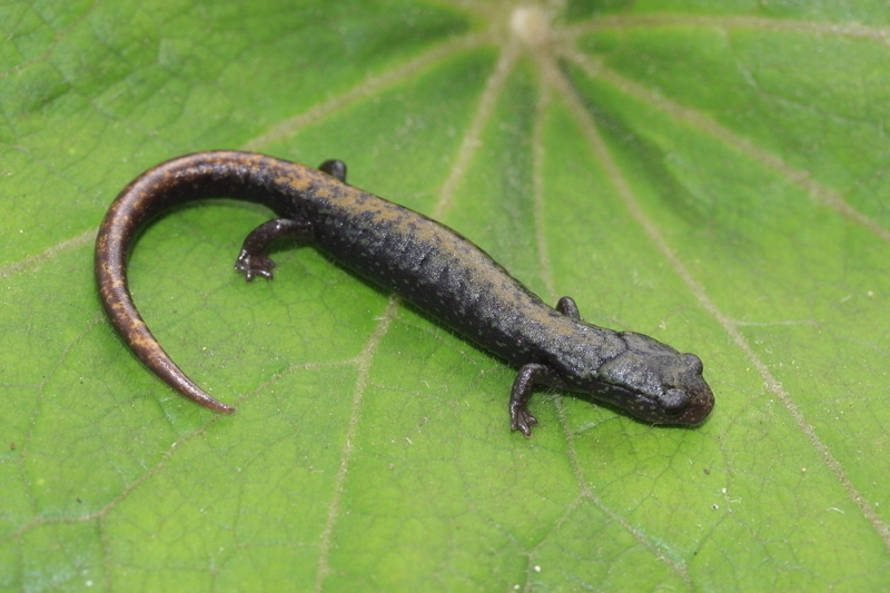Conant's False Brook Salamander