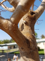 Latrodectus geometricus