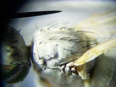 Thinophilus bimaculatus