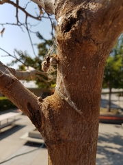 Latrodectus geometricus