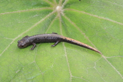 Conant's False Brook Salamander photo 2