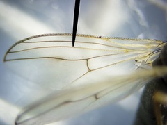 Thinophilus bimaculatus