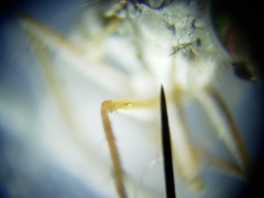 Thinophilus bimaculatus