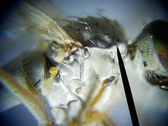 Thinophilus bimaculatus