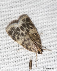 Erpis macularis