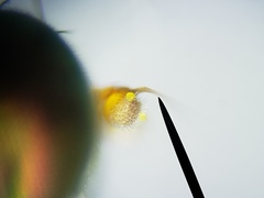 Thinophilus bimaculatus