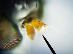 Thinophilus bimaculatus