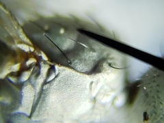 Thinophilus bimaculatus