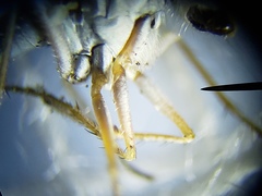 Thinophilus bimaculatus