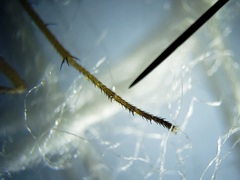 Thinophilus bimaculatus