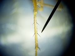 Thinophilus bimaculatus