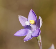 Thelymitra peniculata