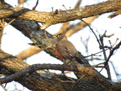 Turdus migratorius