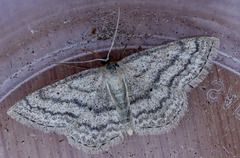 Scopula ancellata