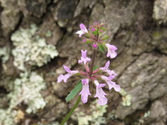 Stachys keerlii