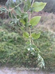 Stellaria vestita