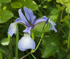 Iris prismatica