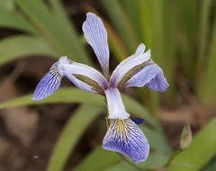 Iris prismatica