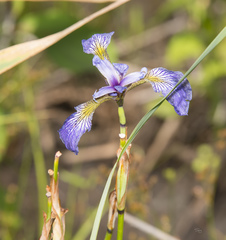 Iris prismatica