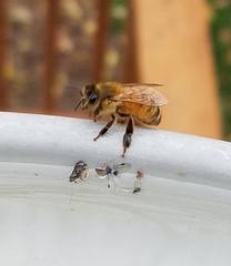 Apis mellifera