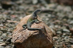 Cophosaurus texanus scitulus