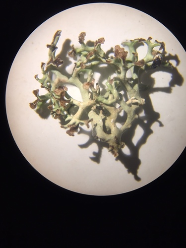 Tumbleweed Shield Lichen