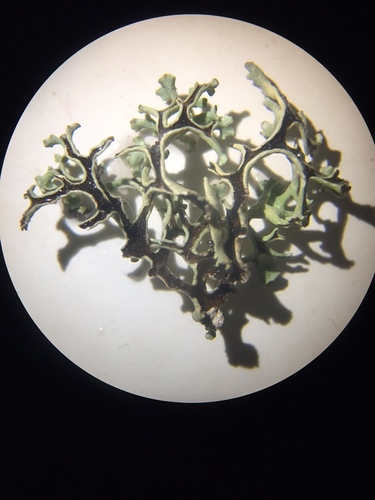 Tumbleweed Shield Lichen