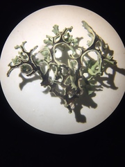 Xanthoparmelia chlorochroa